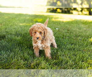 Poodle (Miniature) Puppy for sale in SHIPSHEWANA, IN, USA