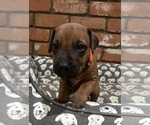 Small Rhodesian Ridgeback