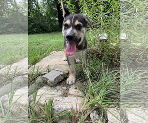 Siberian Husky-Unknown Mix Dogs for adoption in The Woodlands, TX, USA
