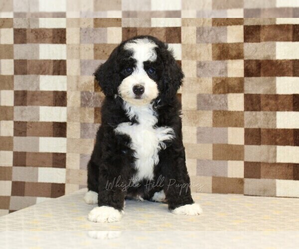 Medium Photo #3 Bernedoodle (Miniature) Puppy For Sale in DENVER, PA, USA