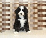 Small #2 Bernedoodle (Miniature)