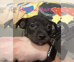 Dachshund-Unknown Mix Dogs for adoption in Springdale, PA, USA