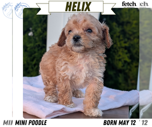 Medium Poodle (Miniature)