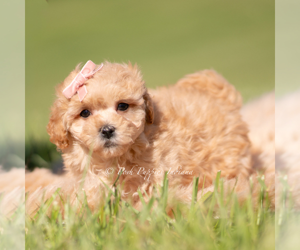 Medium Photo #2 Maltipoo (Miniature) Puppy For Sale in WARSAW, IN, USA