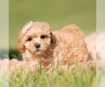 Small #1 Maltipoo (Miniature)