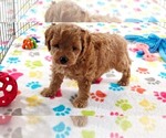 Small #3 Cavapoo mix (+ Poodle Miniature)