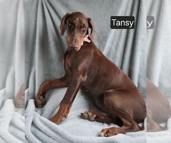 Medium Photo #5 Doberman Pinscher Puppy For Sale in POMEROY, OH, USA