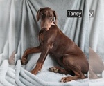 Small #4 Doberman Pinscher