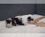 Puppy 7 Australian Shepherd