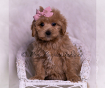 Small #1 Maltipoo (Miniature)
