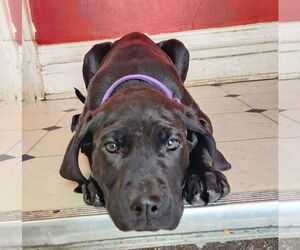 Labrador Retriever-Treeing Walker Coonhound Mix Dog for Adoption in Duluth, Minnesota USA
