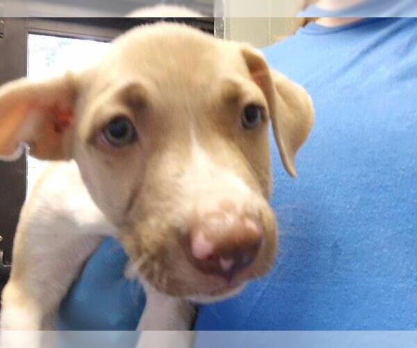 Medium Photo #1 Mutt Puppy For Sale in Tulsa, OK, USA