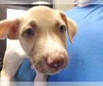 Small Mutt