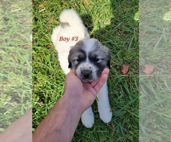 Medium Photo #3 Great Pyrenees Puppy For Sale in ROCKWELL, NC, USA