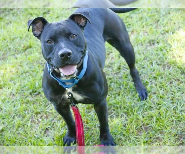 Medium Photo #1 American Staffordshire Terrier Puppy For Sale in Tallahassee, FL, USA
