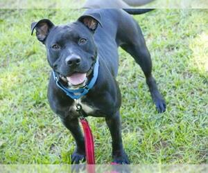 American Staffordshire Terrier Dogs for adoption in Tallahassee, FL, USA