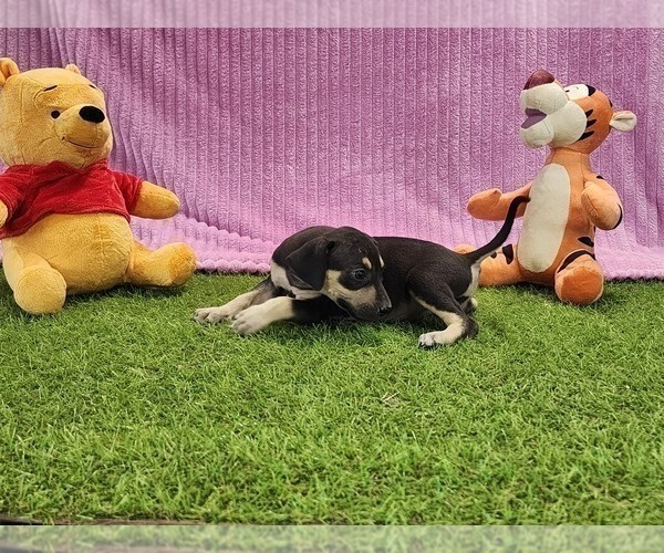 Medium Photo #12 Catahoula Leopard Dog Puppy For Sale in CUMBY, TX, USA