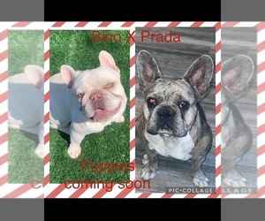 Mother of the French Bulldog puppies born on 07/21/2022