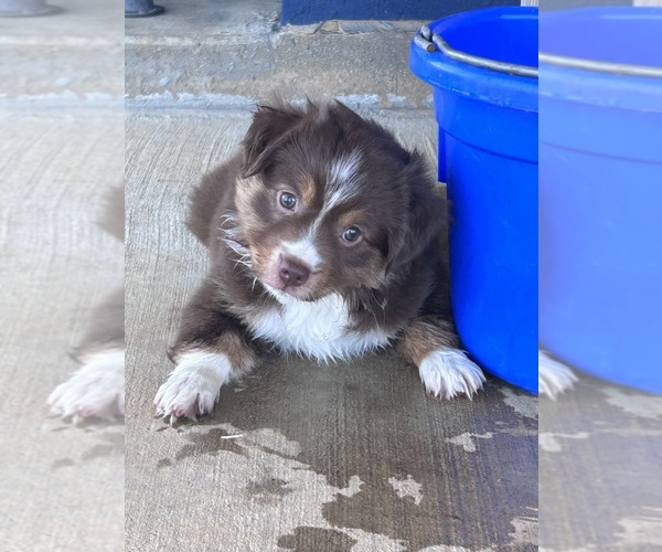 Medium Photo #8 Miniature Australian Shepherd Puppy For Sale in CANTON, TX, USA
