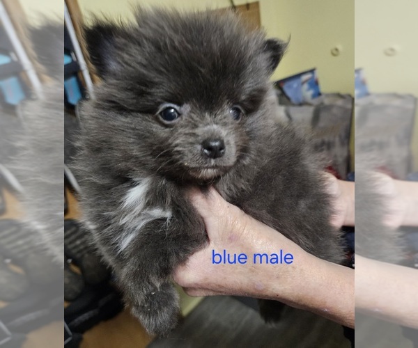 Medium Photo #5 Pomeranian Puppy For Sale in CONKLIN, NY, USA