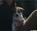 Small #1 Mutt