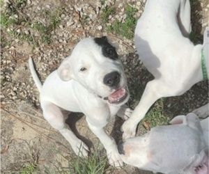 Dogo Argentino Litter for sale in INTERLACHEN, FL, USA