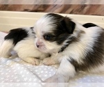 Small Photo #18 Shih Tzu Puppy For Sale in ARDEN, NC, USA