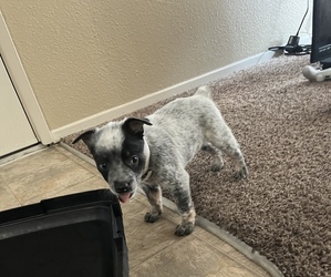 Stump Double Cattle Dog Puppy for sale in MODESTO, CA, USA