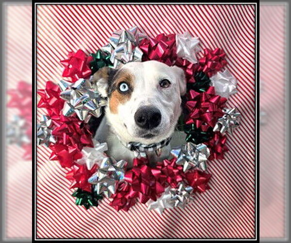 Medium Photo #1 Mutt Puppy For Sale in Frisco, CO, USA