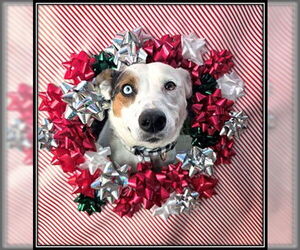 Mutt Dogs for adoption in Frisco, CO, USA