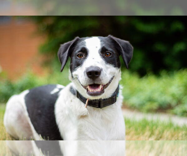 Medium Photo #12 Collie-Unknown Mix Puppy For Sale in Sandy, UT, USA