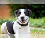 Small #11 Collie Mix