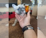 Puppy 3 French Bulldog