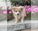 Small Pomeranian