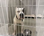 Small #11 American Pit Bull Terrier Mix