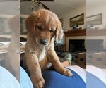 Small #2 Goldendoodle (Miniature)