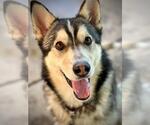 Small #1 Siberian Husky