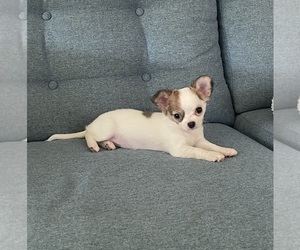 Chihuahua Puppy for sale in COLUMBIA, SC, USA