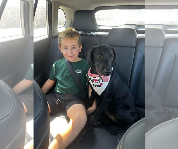 Medium Photo #9 Labrador Retriever-Unknown Mix Puppy For Sale in San Diego, CA, USA