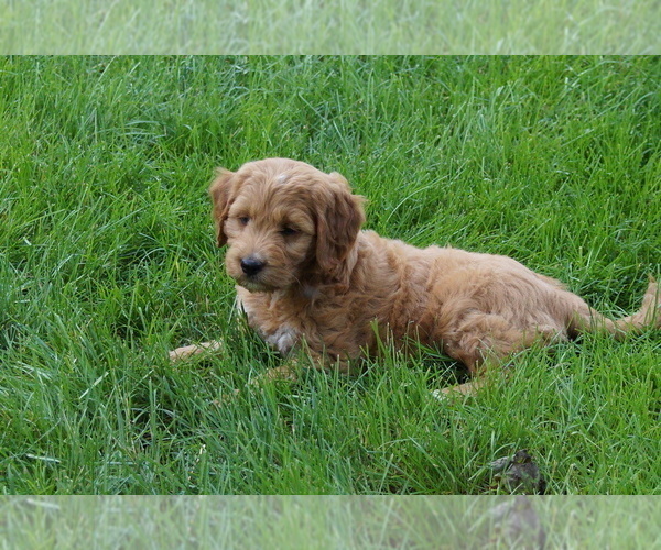 Medium Photo #5 Goldendoodle (Miniature) Puppy For Sale in MILLERSBURG, OH, USA