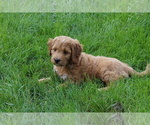 Small #4 Goldendoodle (Miniature)