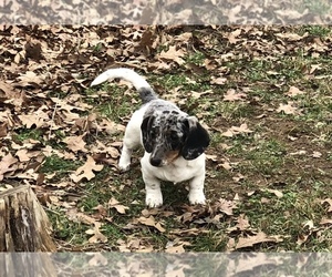 Dachshund Puppy for sale in BENNINGTON, OK, USA