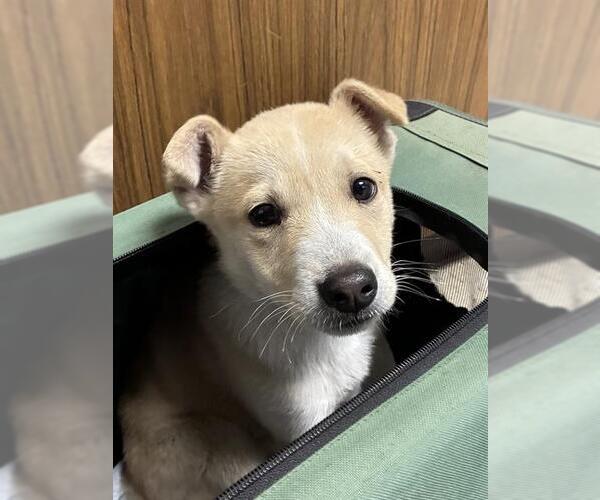 Medium Photo #1 Labrador Retriever-Unknown Mix Puppy For Sale in Stockton, CA, USA