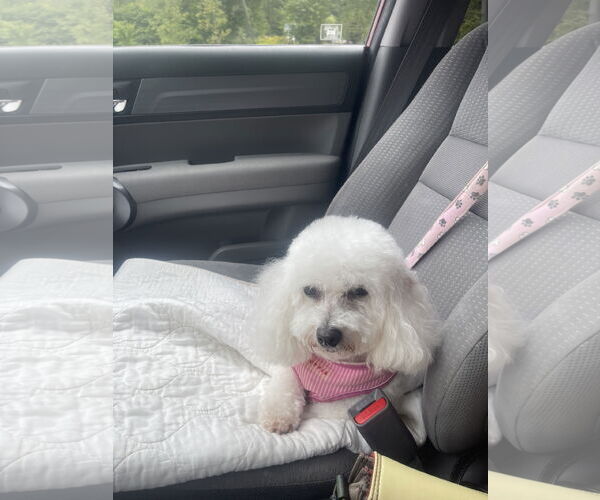 Medium Photo #2 Bichon Frise Puppy For Sale in Erie, MI, USA