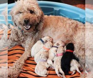 Mother of the Goldendoodle (Miniature) puppies born on 06/02/2022