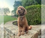 Small Photo #1 Miniature Labradoodle Puppy For Sale in COATESVILLE, PA, USA