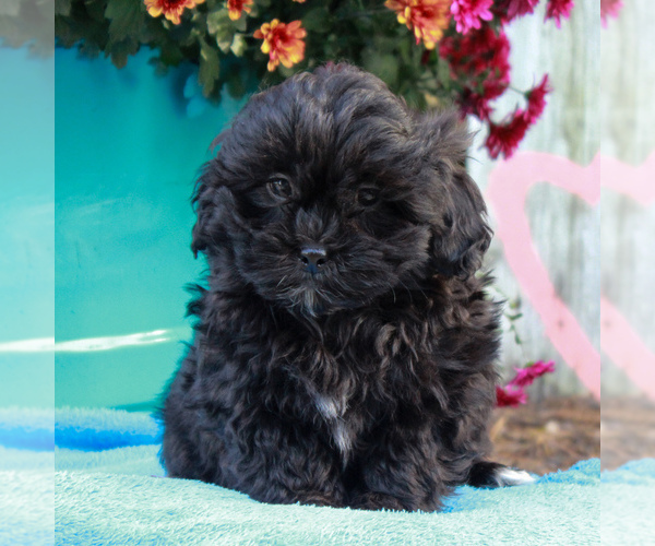 Medium Photo #4 ShihPoo Puppy For Sale in HOLTWOOD, PA, USA