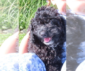 Poodle (Miniature) Puppy for sale in MEMPHIS, MO, USA