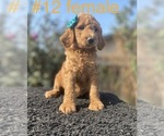 Small Photo #11 Labradoodle Puppy For Sale in PORTERVILLE, CA, USA