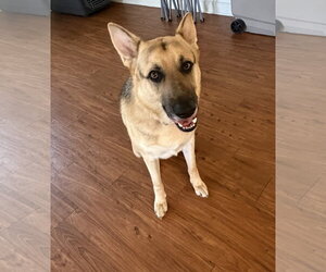 Titus - Male German Shepherd Dog Dog for Adoption - Photo #3